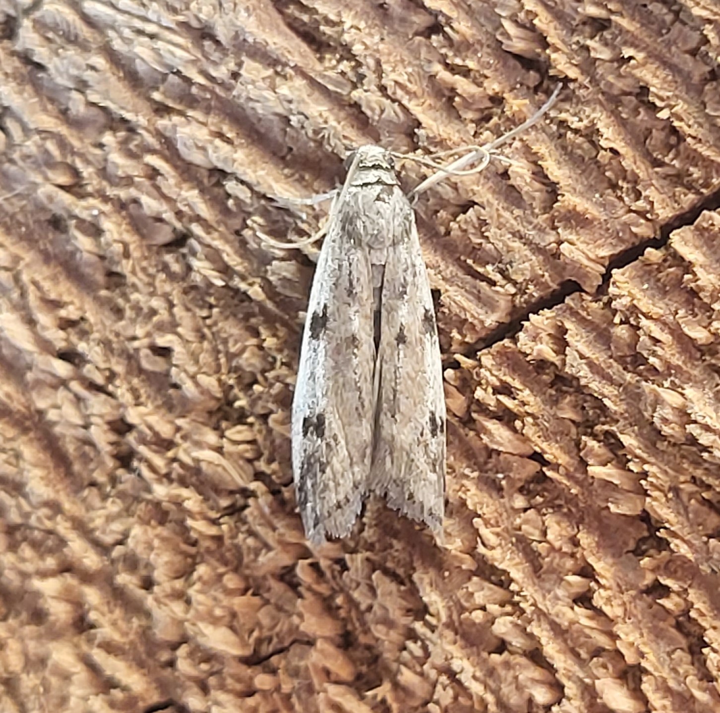 Photo of Ermine Knot-horn (Phycitodes binaevella)